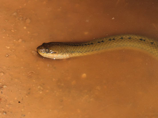 Rice Paddy Snake Hypsiscopus plumbeus eyes