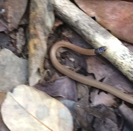Rim Rock Crowned Snake (Tantilla oolitica)