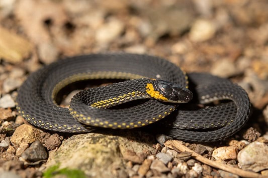 Ringneck Coffee Snake Ninia diademata rough