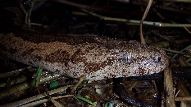 Rough-scaled Sand Boa Eryx conicus india