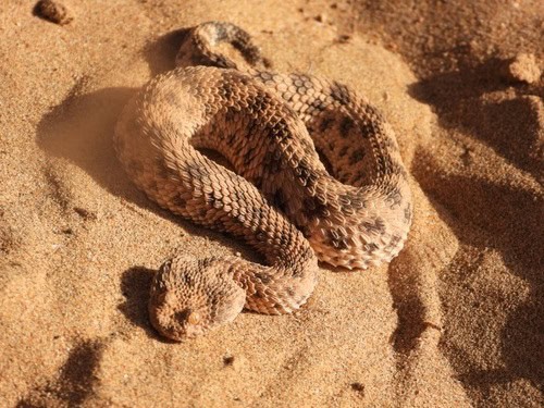 Sahara Sand Viper Cerastes vipera rough