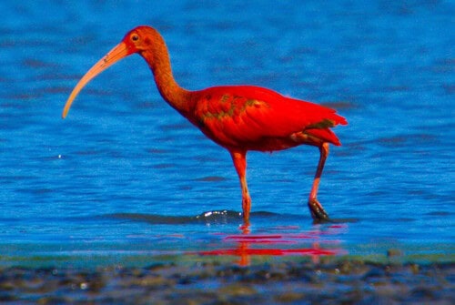 Scarlet Ibis Eudocimus ruber anaconda meal