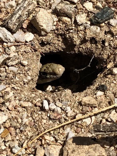 Sonoran Gopher Snake (Pituophis catenifer) burrow
