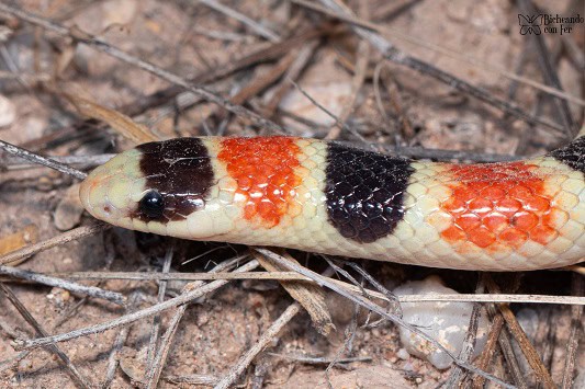 Sonoran Shovel-nosed Snake Sonora palarostris