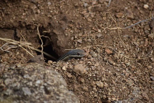 Sonoran Whipsnake Masticophis bilineatus burrow