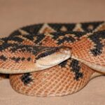 South American Bushmaster Lachesis muta