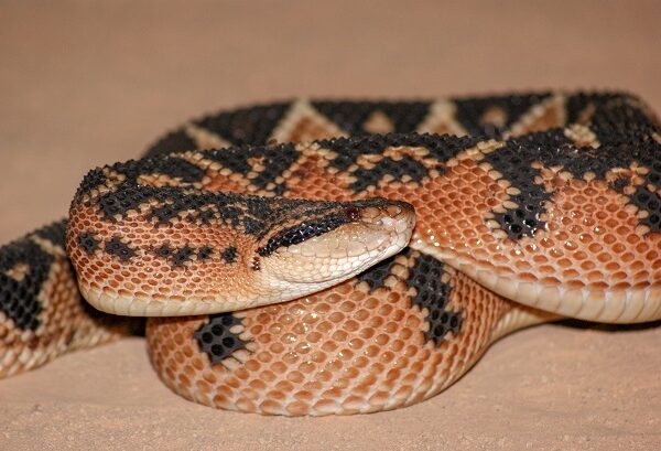 South American Bushmaster Lachesis muta