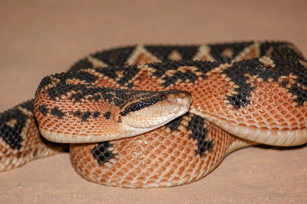 South American Bushmaster Lachesis muta