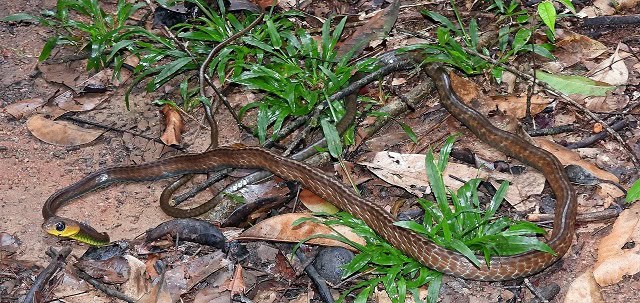 South American Sipo Chironius multiventris