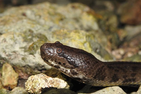Southeast Asian Bockadam (Cerberus schneiderii) eyes