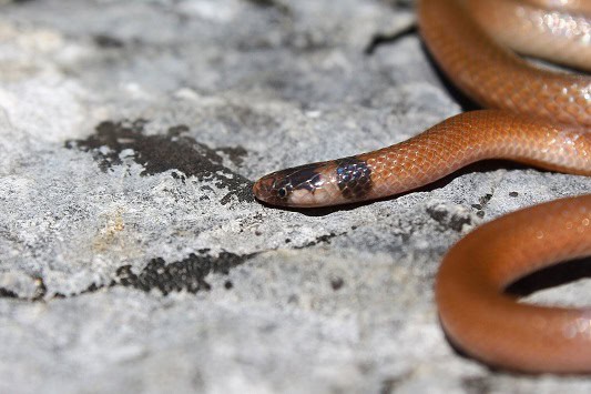 Southeastern Crowned Snake Tantilla coronata