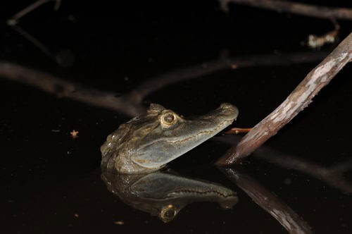 Spectacled Caiman Caiman crocodilus anaconda meal