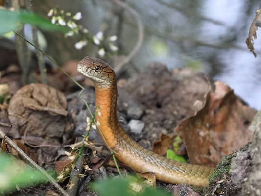 Sunda King Cobra Ophiophagus bungarus