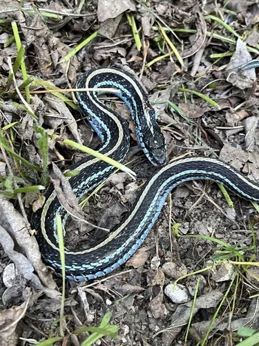 Texas Garter Snake (Thamnophis sirtalis annectens)