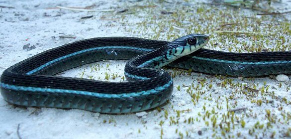 Thamnophis sirtalis similis, Florida
