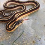 Valley Garter Snake (Thamnophis sirtalis fitchi)
