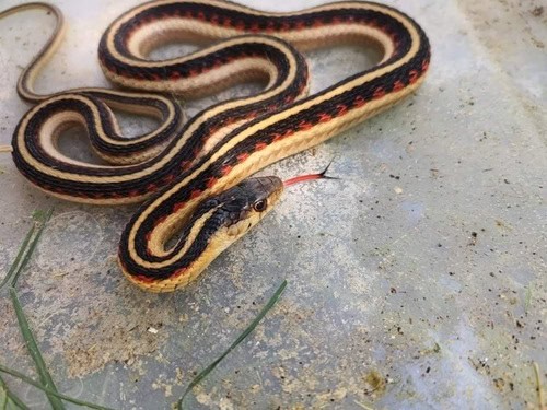 Valley Garter Snake (Thamnophis sirtalis fitchi)
