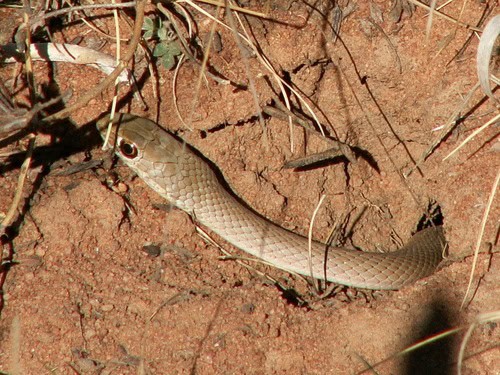 Whip Snake (Psammophis brevirostris) burrow