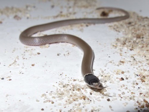 Yaqui Black-headed Snake Tantilla yaquia