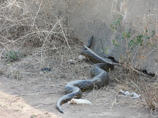 Yellow Anaconda Eunectes notaeus huge