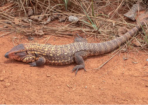 Yellow Tegu Salvator duseni anaconda meal