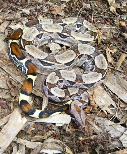 boa constrictor brazil
