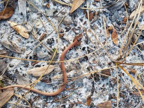 florida crowned snake tantilla oolicta