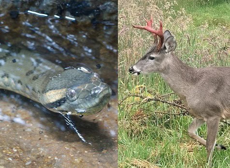 green anaconda white-tailed deer