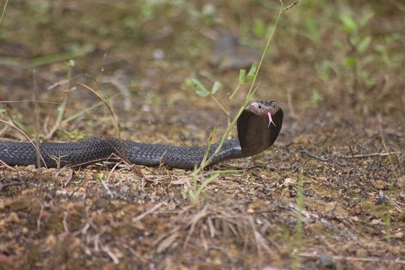 naja sumatrana equatorial spitting cobra danger