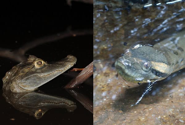 spectacled caiman green anaconda