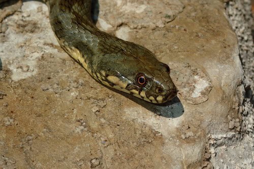 viperine watersnake natrix maura eyes