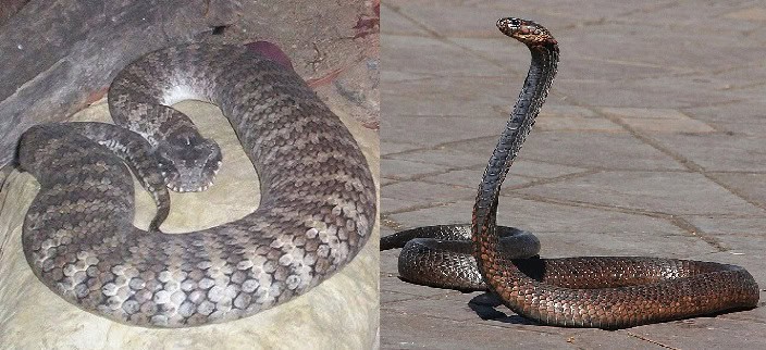 cobra viper thin versus thick