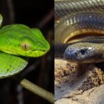 viper cobra differences triangular head