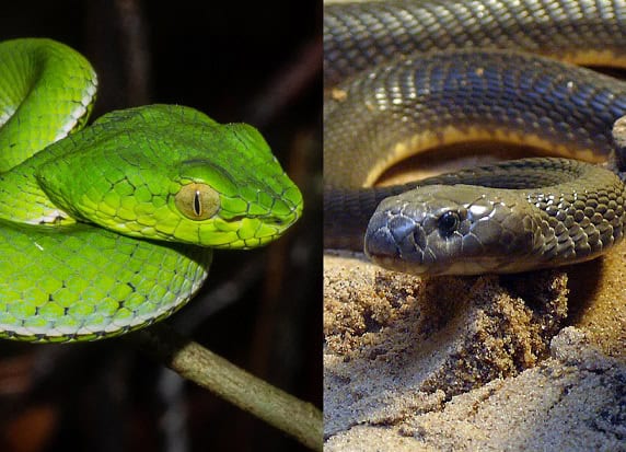 viper cobra differences triangular head