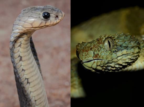 vipers cobras pupils differences