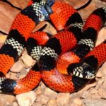 Aesculapian False Coral Snake Erythrolamprus