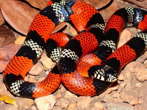 Aesculapian False Coral Snake Erythrolamprus