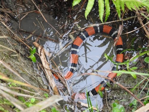 Aesculapian False Coral Snake lurking