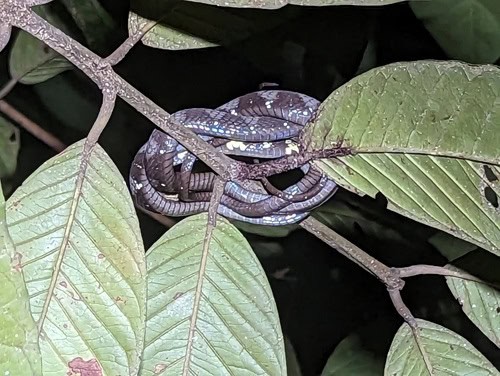 Dipsas indica ecuadoriensis snail snake