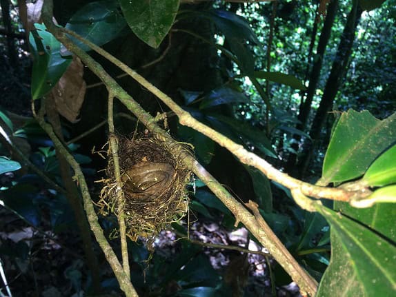 Dipsas indica in bird's nest
