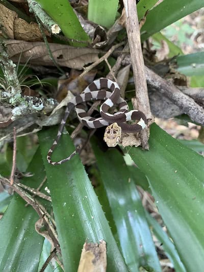 Dipsas indica petersi snail eater