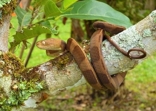 Dipsas indica petersi snake