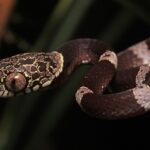 Dipsas indica snail-eating snake