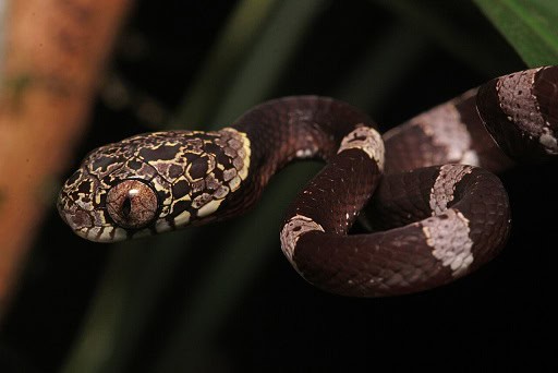 Dipsas indica snail-eating snake