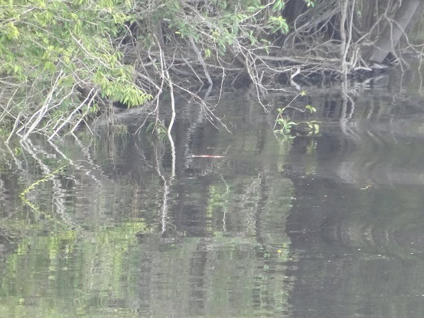 Erythrolamprus aesculapii swimming brazil