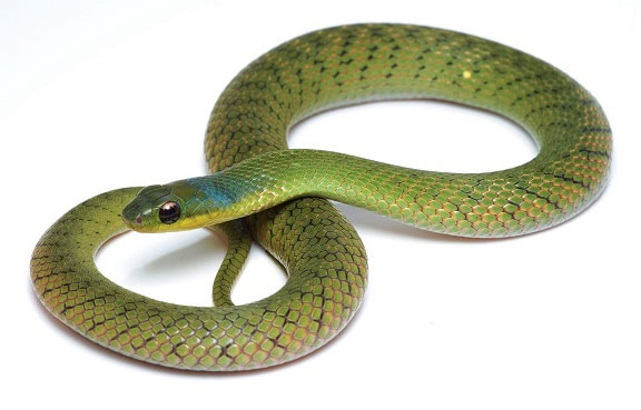 Erythrolamprus typhlus velvet swamp snake
