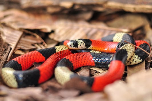 False Coral Snake Erythrolamprus aesculapii Brazil