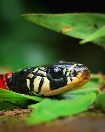 False Coral Snake (Erythrolamprus aesculapii)