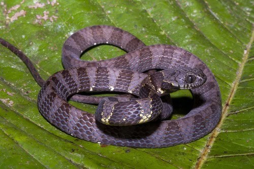 Neotropical Snail-Eater Dipsas indica purple