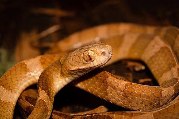 Neotropical Snail-Eater Dipsas indica